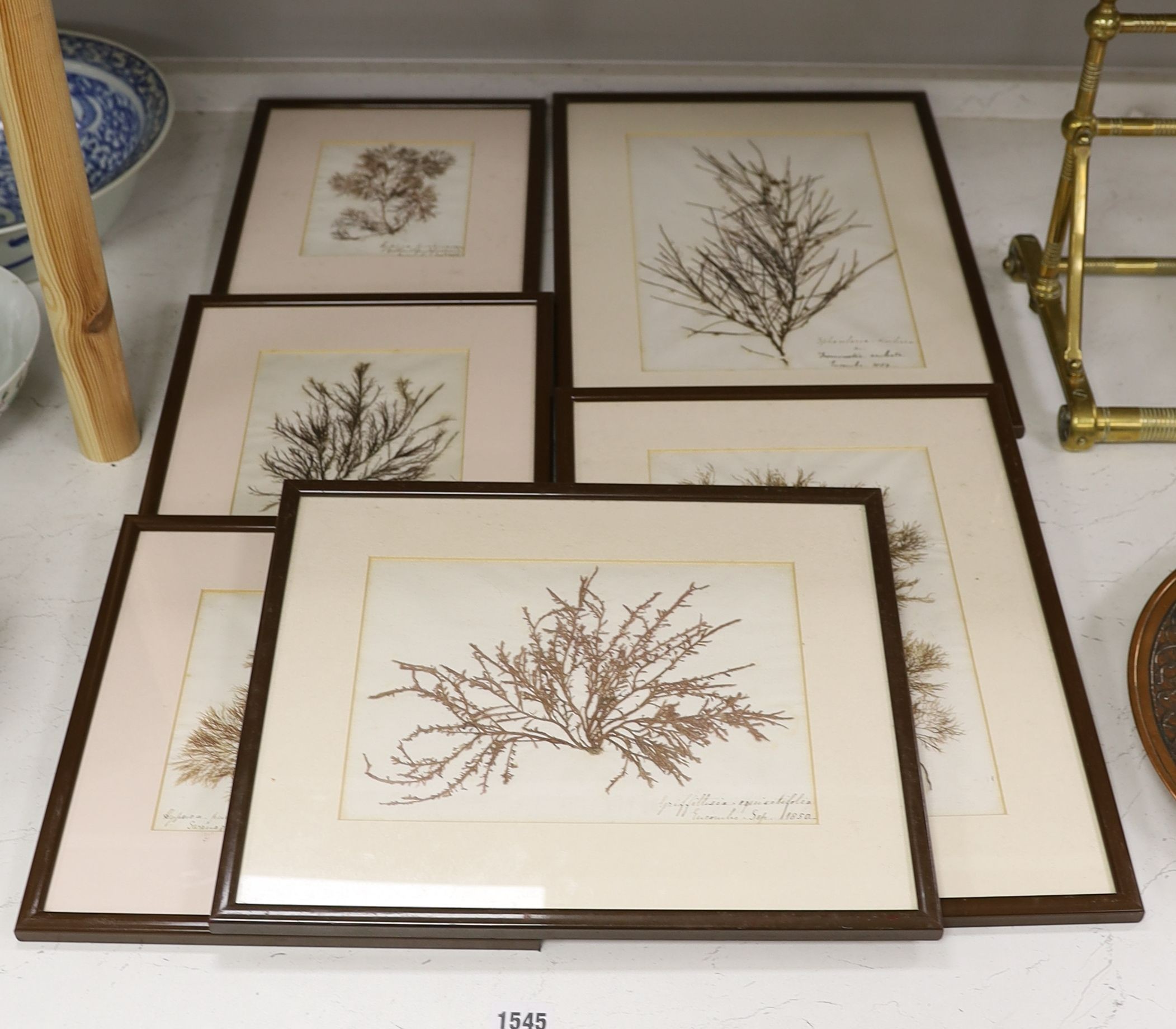 A collection of six mid 19th century framed and mounted marine botanical specimens